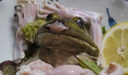 Dân mạng khiếp đảm món ếch của Nhật Bản