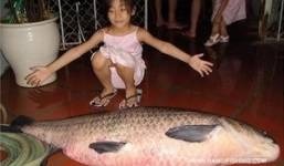 Câu được 3 cá trắm đen 'khủng' ở hồ Côn Sơn