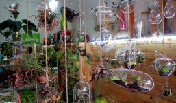 Cây 'không khí' tạo sức hút mạnh ở Sài Gòn