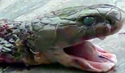 Hổ mang phun cực độc bị chặt đầu vẫn cắn chết một đầu bếp