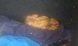 Hoảng hồn phát hiện rắn nằm trong cốp xe