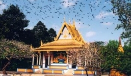 Kỳ lạ chuyện heo 'thành tinh báo oán' ở chùa Dơi