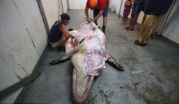 Cận cảnh lột da, xẻ thịt cá sấu 'quái vật' bị 5 người tóm gọn