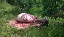 Bí ẩn những vụ trâu bị trộm xẻ thịt trong đêm