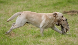 Clip: Cận cảnh chó Phú Quốc săn thú rừng tại Hà Nội