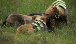 Thả chó săn thú giữa... phố Hải Phòng