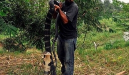 Bí ẩn hòn đảo cư trú của loài rắn hổ khổng lồ