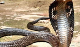 Rắn hổ mang bành chui vào giường cắn mắt bé gái