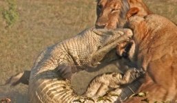 Xem sư tử cái xẻ thịt cá sấu ngay trên đầm lầy