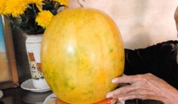 Kỳ lạ dưa vàng đặt bàn thờ 7 tháng vẫn tươi nguyên