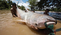 Những 'quái vật' bắt được ở sông Mekong
