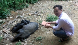 Giấc mơ làm giàu của 2 chàng cử nhân bán thịt lợn đen