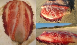 Cận cảnh sinh vật kỳ quái không có mắt, miệng đỏ như máu