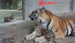 Đại gia 'điếu cày': 70 tỷ nuôi hổ trắng, tê giác Châu phi