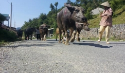 Chuyện lạ: Dắt bò ra đường phải nộp tiền
