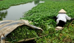 Kinh hãi rau muống tưới bằng xác động vật bán ở Hà Nội