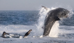 Hải cẩu nhỏ “rượt” cá mập trắng khổng lồ