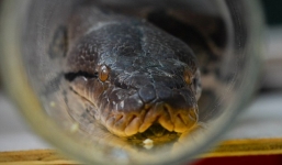 Trăn khổng lồ ẩn náu suốt hai tuần, chủ nhà không hay biết