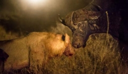 Trâu rừng đơn độc chống lại đàn sư tử đói mồi