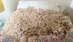 Hoảng hốt vì tổ ong phủ gần 1 m trên giường