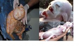Những trường hợp động vật đẻ con có khuôn mặt giống...người