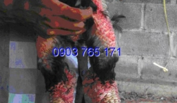 Kiếm hàng trăm triệu đồng từ nuôi gà Đông Tảo