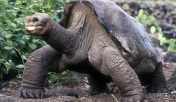 Rùa 'truyền giáo' khổng lồ nổi tiếng thế giới vừa qua đời ở tuổi 60