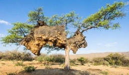 Phát hiện tổ chim khổng lồ với 500 con trên cây