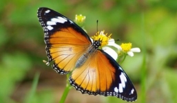 Tử vi ngày 29/8/2014 theo cung hoàng đạo