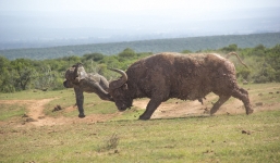 Voi con bị bò rừng 'dằn mặt' vì dám khiêu chiến