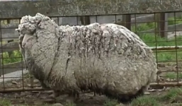 Chú cừu 6 tuổi có bộ lông “khủng” nhất thế giới