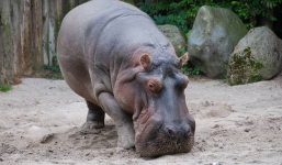 Hà mã chết thảm vì nuốt nhầm quả bóng tennis