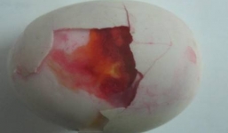 Kinh hãi trứng gia cầm biến dạng khác thường