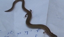 Những con rắn có chân cực kỳ quái ở Việt Nam gây xôn xao