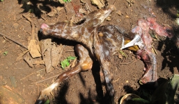 Kỳ lạ chú bê 2 đầu có bộ lông đen