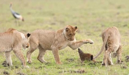 Xem cầy mangut đơn độc đánh bại bầy sư tử