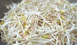 Cách làm giá đỗ sạch tại nhà  bằng lõi nồi cơm điện 