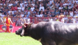 Trâu chọi gẫy sừng tháo chạy khỏi sân tại lễ hội chọi trâu Hải Phòng