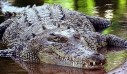 Xem cá sấu đực tử chiến giành lại lãnh thổ