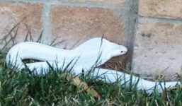 Hổ mang bạch tạng bất ngờ xuất hiện gây náo loạn thành phố