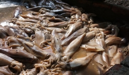 Sốc: Mực thối đen nhập 15.000đ/kg, ngậm hóa chất, bán 60.000đ/kg