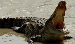 Cận cảnh đảo cá sấu nơi 1.000 binh lính Nhật đi qua còn 20 người sống