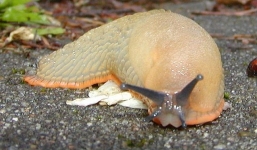 Sên ăn thịt khổng lồ xâm nhập nước Anh