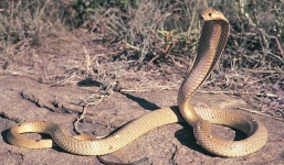 Thị trấn hoảng loạn vì hổ mang cực độc xổng chuồng