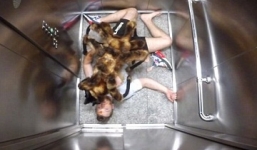 Clip chó giả làm nhện khổng lồ khiến nhiều người hoảng hồn