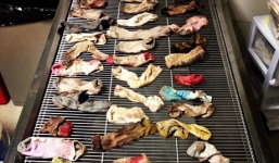 Chó khủng nặng 64kg nuốt 43,5 chiếc tất vào bụng 