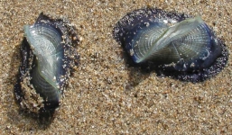 Hàng triệu sinh vật có hình thù kỳ lạ tấn công bờ biển nước Mỹ