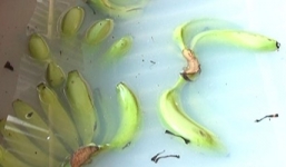 Phát hoảng chuối ngâm hóa chất, mực tẩy thuốc độc