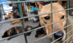 Trung Quốc giết 5.000 con chó để kiểm soát bệnh dại
