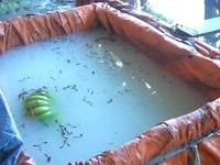 Chuối ngâm hóa chất lạ: Tạm đình chỉ cơ sở thu mua 